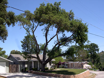 boynton crown thinning image